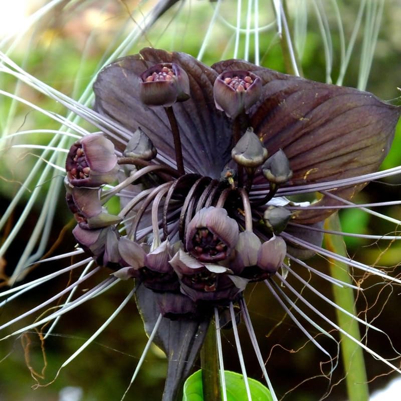 Pack 2 Black Tacca Chantrieri Plants Live, Black Orchid Bat Flower 3-6 Inches, Indoor Houseplant, Outdoor Planting