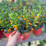 Goldfish Plant Live for Planting, Trailing Goldfish House Plant for Indoor Outdoor, Easy-Care Goldfish Live Plant, 4–7 Inches Tall, Vibrant Blooming Plant