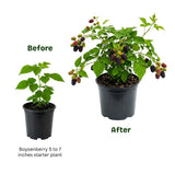 Boysenberry Plant, Thornless Boysenberry Plant Live, 5-7 Inches Tall, Sweet Boysenberries, Fruit Bearing Berry Vine for Outdoor Garden and Trellis Growing