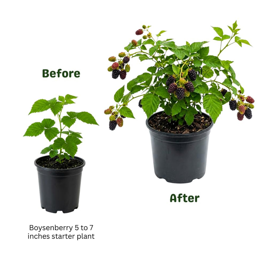 Boysenberry Plant, Thornless Boysenberry Plant Live, 5-7 Inches Tall, Sweet Boysenberries, Fruit Bearing Berry Vine for Outdoor Garden and Trellis Growing