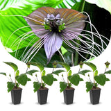 Bat Orchird Tacca Chantrieri Houseplant, Black Bat Flower Live Plant, Indoor Outdoor 5-9 Inches Tall