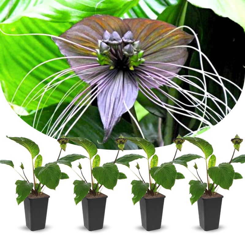 Bat Orchird Tacca Chantrieri Houseplant, Black Bat Flower Live Plant, Indoor Outdoor 5-9 Inches Tall