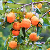3 Cold Hardy Persimmon Trees Live Plants, 6-13" in Tall, American Persimmon Fruit Tree, Bare Root to CA, Dormant in Winter