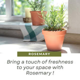 Pack of 400 Rosemary Seeds for Planting, Rosemary Seed, Heirloom Herb Seeds for Indoor Outdoor Garden