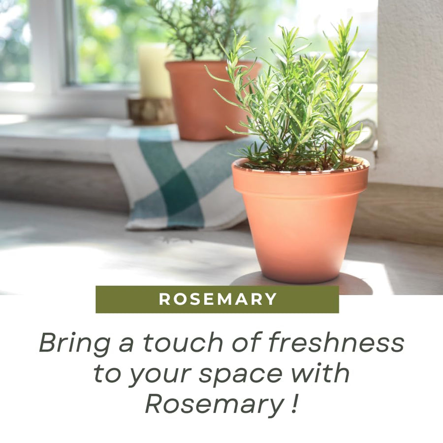 Pack of 400 Rosemary Seeds for Planting, Rosemary Seed, Heirloom Herb Seeds for Indoor Outdoor Garden