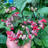 Purple Bleeding Heart Clerodendrum Plants Live, Trailing Light Bulb Flowering Vine, 4-8 Inch Tall, Ready to Plant Outdoor