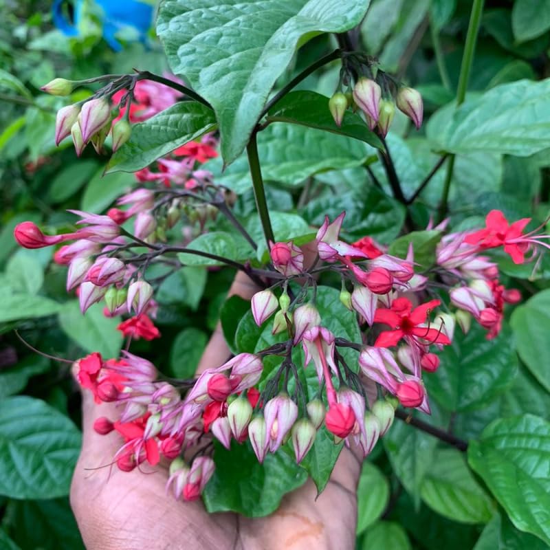 Purple Bleeding Heart Clerodendrum Plants Live, Trailing Light Bulb Flowering Vine, 4-8 Inch Tall, Ready to Plant Outdoor