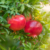 Sweet Pomegranate Tree Live Plant, Wonderful Pomegranate Tree, Zone 8 to 11, Size 10 to 12 Inch Tall, Well Rooted, Easy to Plant