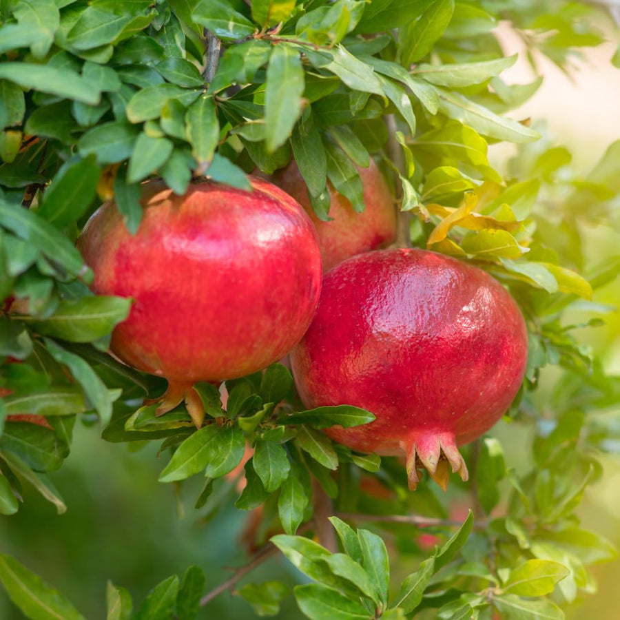 Sweet Pomegranate Tree Live Plant, Wonderful Pomegranate Tree, Zone 8 to 11, Size 10 to 12 Inch Tall, Well Rooted, Easy to Plant