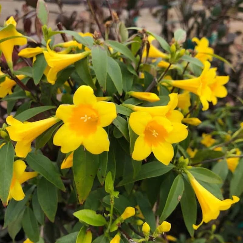 Yellow Jasmine Plant Live, Arabian Jasmine Flowering Vine Plant 4-9 Inch, Climbing Jasmines Well Rooted Houseplant Indoor Outdoor