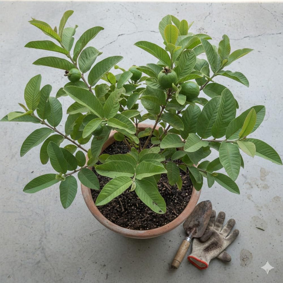 Pink Guava Tree Live Plant, Guava Plant Live, 8 to 10 Inches Tall, Sweet Tropical Fruit Tree for Indoor Outdoor Growing
