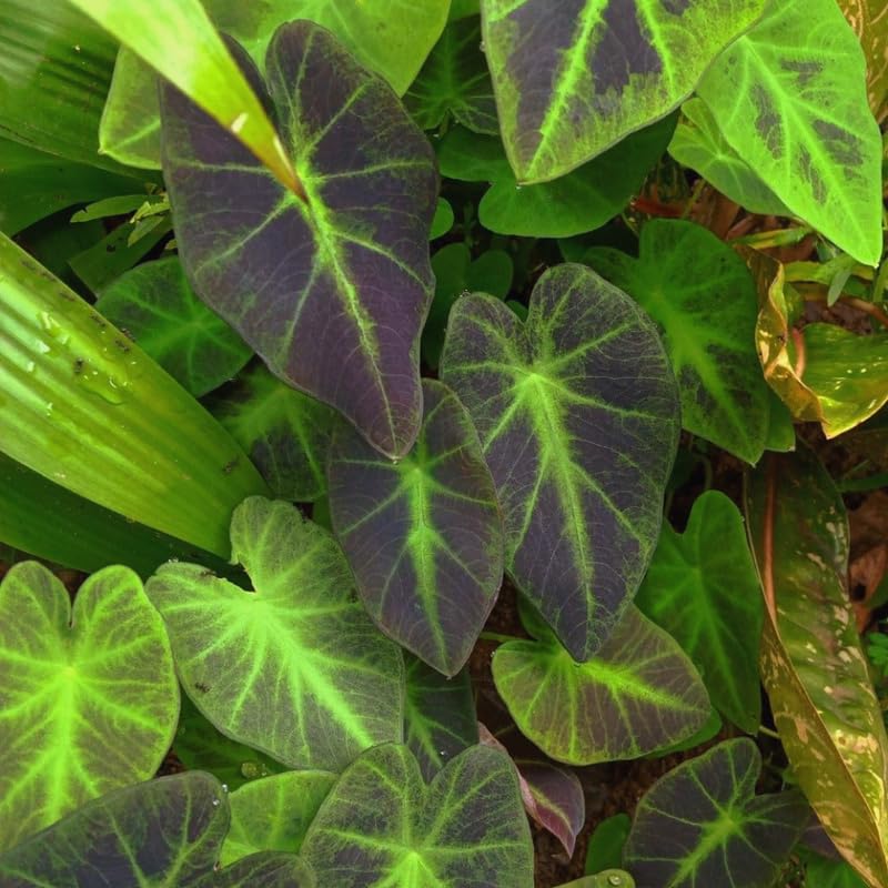 2 Alocasia Live Plants, Live Alocasia Plants Indoor, 3 to 5 Inches, Colocasia Plant, Elephant Ear Esculenta Taro Colocasia Plant House Plant (Green Black)