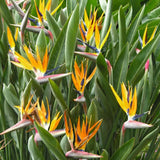 Bird of Paradise Plant Live, 5" to 12" Tall, Established Roots, Strelitzia Reginae Live Plant Houseplant Indoor Outdoor (Yellow)