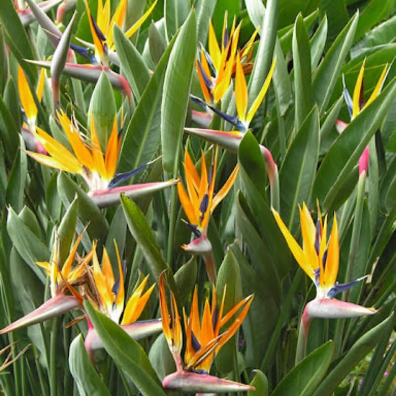 Bird of Paradise Plant Live, 5" to 12" Tall, Established Roots, Strelitzia Reginae Live Plant Houseplant Indoor Outdoor (Yellow)