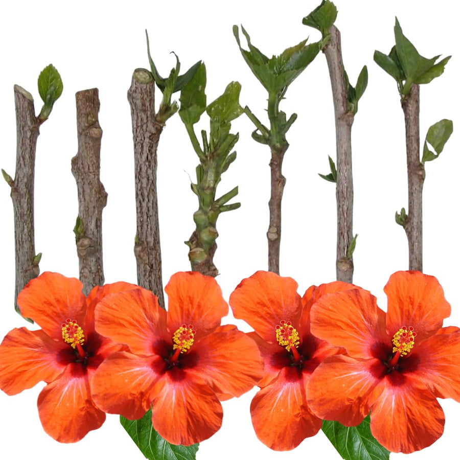 Set of 7 Hibiscus Cuttings for Planting, Tropical Flowering Plants, Ready to Grow, Suitable for Outdoor Garden or Containers (Orange Hibiscus)