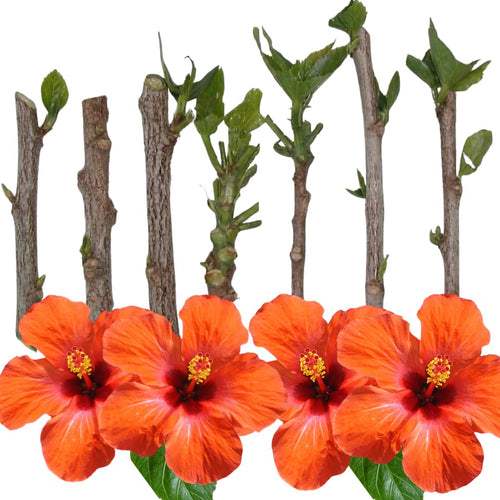 Set of 7 Hibiscus Cuttings for Planting, Tropical Flowering Plants, Ready to Grow, Suitable for Outdoor Garden or Containers (Orange Hibiscus)