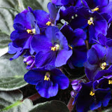 Blue African Violets Live Plants House Plants in 4" Pot, Vibrant Blooms for Indoor Décor, Home or Office, Easy to Grow