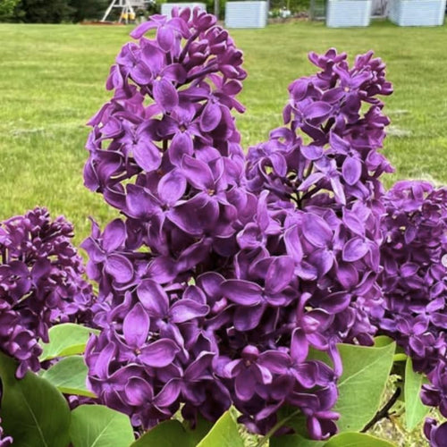 Purple Lilac Bush Live Tree Plant, 1 Year Old Tree for Planting, 6 to 12 Inches in Tall, Hardy Shrub, Dormant in Winter