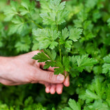 Pack 500 Parsley Seeds for Planting, Culinary Herb Seeds, Suitable for Indoor or Outdoor Growing