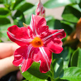 2 Stripe Red Mandevilla Live Plants, Mandevilla Flowering Vines Trellis, 4-9 Inch Tall Plants for Hanging Baskets, Container and Garden Growing