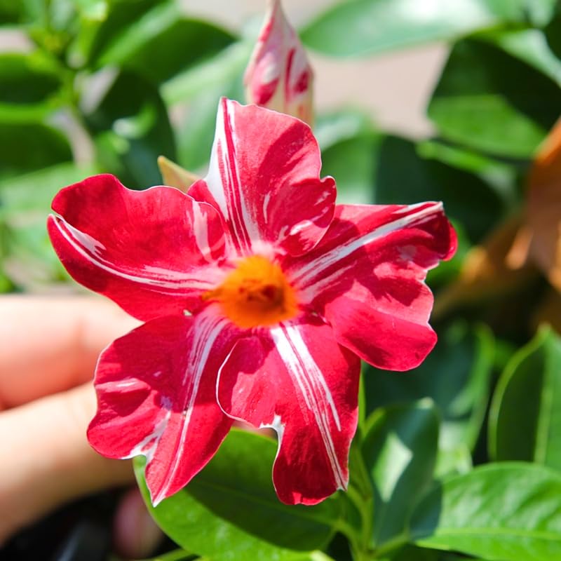 2 Stripe Red Mandevilla Live Plants, Mandevilla Flowering Vines Trellis, 4-9 Inch Tall Plants for Hanging Baskets, Container and Garden Growing