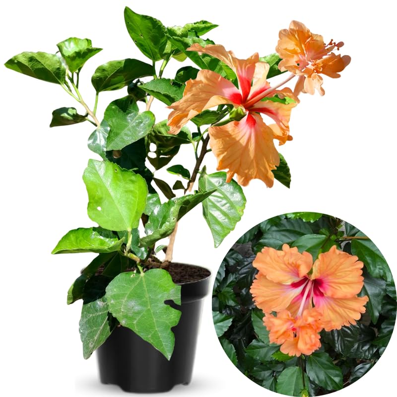 Peach Hibiscus Plant Live, Hardy Hibiscus Flowers Colorful Blooms for Outdoor Landscapes, 8-10 Inch Height, Hibiscus Shrubs, No Pot, Well-Rooted