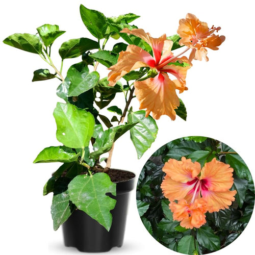 Peach Hibiscus Plant Live, Hardy Hibiscus Flowers Colorful Blooms for Outdoor Landscapes, 8-10 Inch Height, Hibiscus Shrubs, No Pot, Well-Rooted