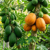 Papaya Plant Live, Papaya Seedling Live Plant, 4-8'' Tall, Well-Rooted, Sweet Fruit Tree for Outdoor Landscape
