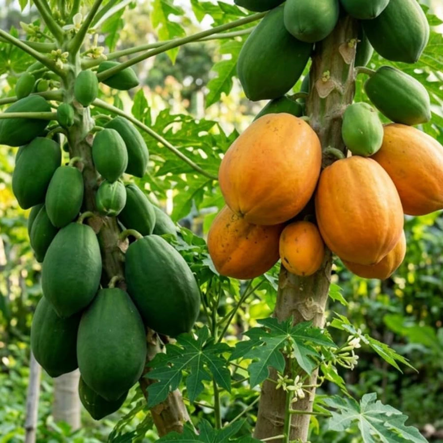 Papaya Plant Live, Papaya Seedling Live Plant, 4-8'' Tall, Well-Rooted, Sweet Fruit Tree for Outdoor Landscape