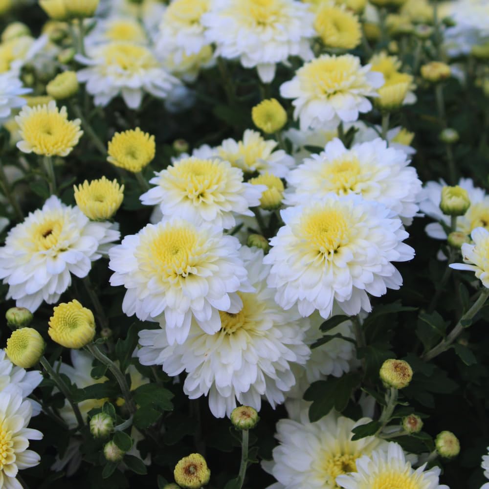 White Chrysanthemum Plants Live Tree Well Rooted, 4 to 6 Inches Tall, Mums Plants Live, 2 Plants for The Patio and Garden, Chrysanthemum Flower Live Plants