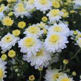 White Chrysanthemum Plants Live Tree Well Rooted, 4 to 6 Inches Tall, Mums Plants Live, 2 Plants for The Patio and Garden, Chrysanthemum Flower Live Plants