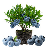 Blueberry Plant Live for Planting, Duke Blueberry Plant, Well Rooted, 6-8 Inc Tall, Berry Shrub for Edible Gardens or Landscapes