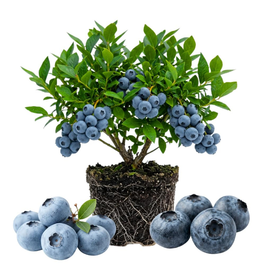 Blueberry Plant Live for Planting, Duke Blueberry Plant, Well Rooted, 6-8 Inc Tall, Berry Shrub for Edible Gardens or Landscapes