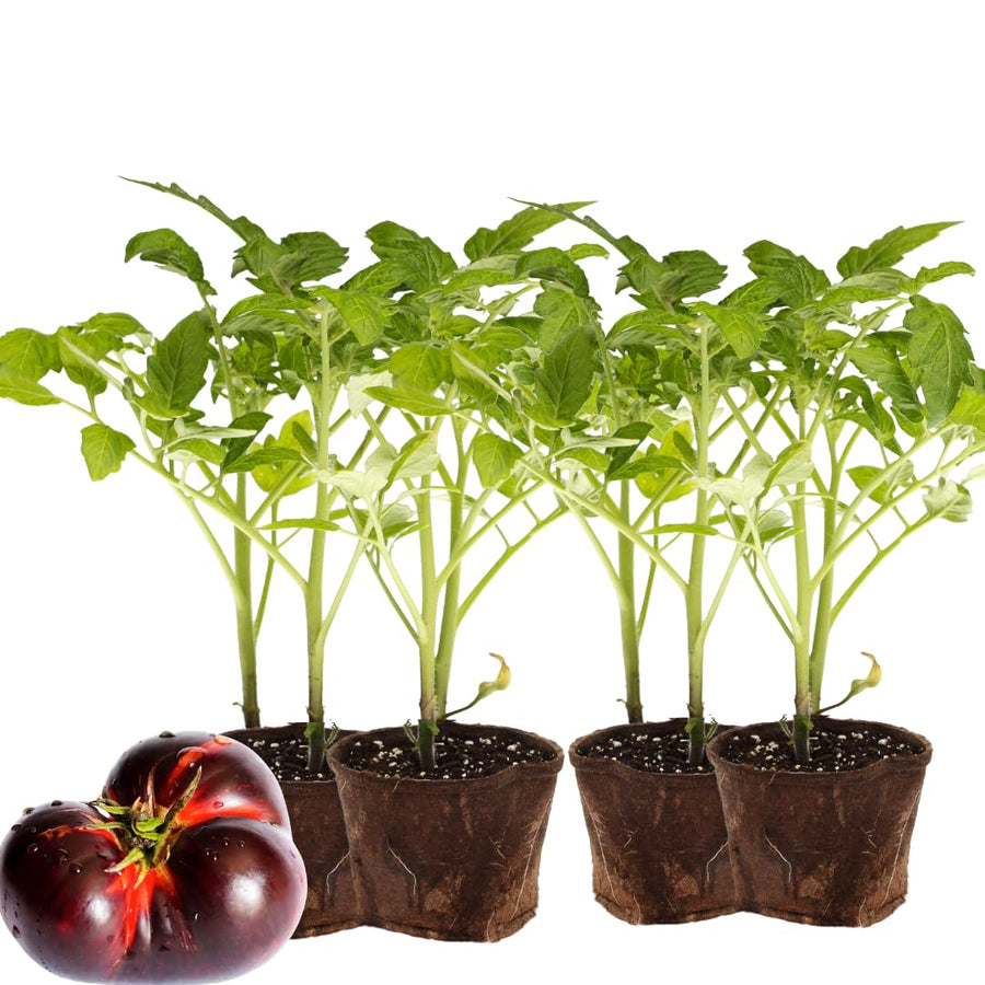 Lot 4 Tomato Plants Live for Planting Outdoors, Large and Juicy Tomatoes, Well Rooted, 6 to 8 Inch - Black Krim Tomato