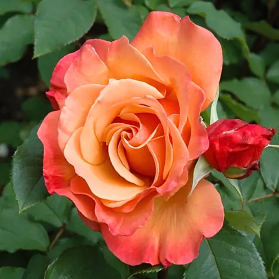 Rose Bush Live Plant - Rose Plant Live Shrub - Bareroot with Soil 5-10 Inch Tall - Fragrant Rose Flowers Heirloom Rose Shrub (Coral Rose)