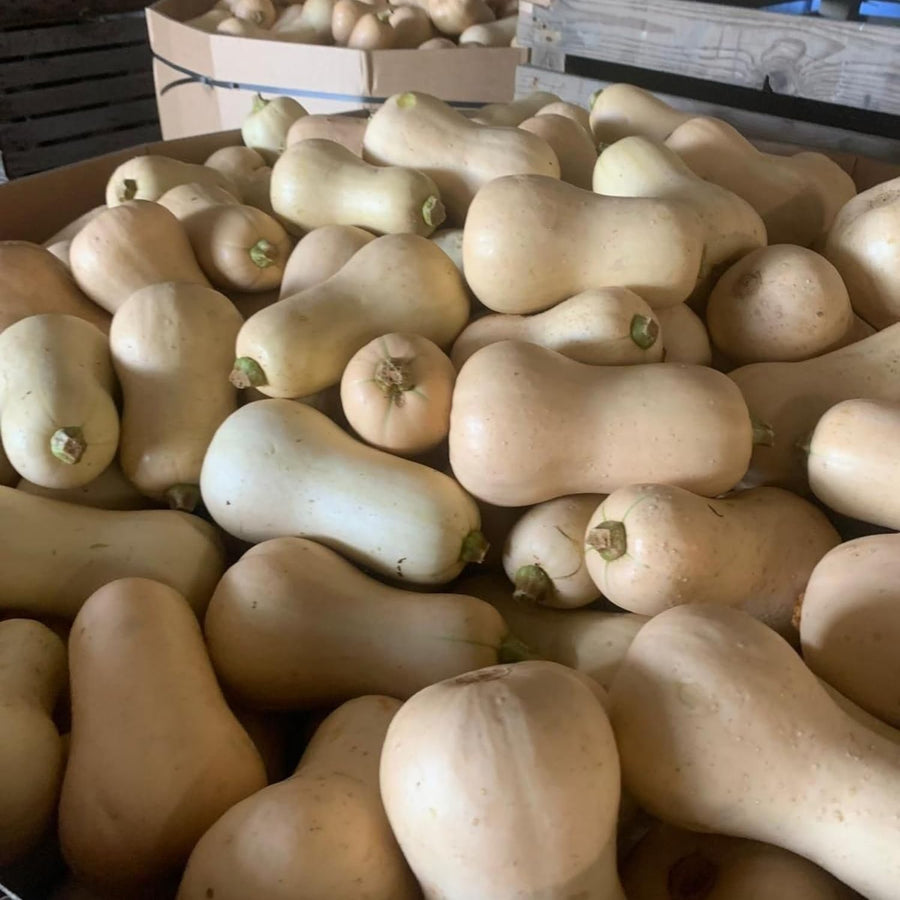 25 Butternut Squash Seeds, Vegetable Seeds for Garden Planting, Squash for Home Growing