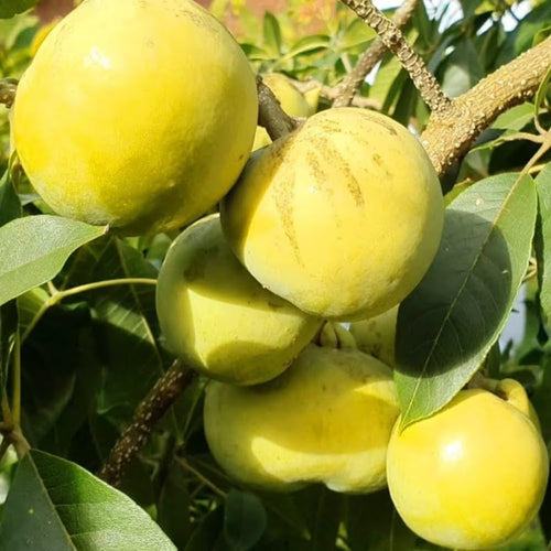 Live White Sapote Fruit Tree, 1.5 Feet Tall, Sapote Plant in 1 Gallon Pot, Sweet Tropical Plant