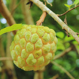 Sugar Apple Tree Live Plant, Custard Apple Plant Live, Easy to Plant Fruit Garden Tropical, 3 Feet to 4 Feet Long, Zone 10 to 11