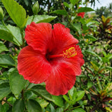 Red Hibiscus Plant Live, Well-Rooted Hibiscus Flowers, 5-7 Inches Tall, Tropical Flowering for Indoor Outdoor Planting