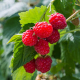 Live Red Raspberry Plant in 4 Inches Pot, 6-8 Inches Tall Berry Bushes, Sweet Raspberries Seedling Outdoor Planting