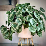Peperomia Live Plant in 4" Pot, Easy-Care Indoor Trailing Houseplant Succulent Live (Watermelon Peperomia)