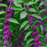 American Beautyberry Live Plant, Beauty Berry Shrub for Outdoor Garden, 12+ Inches Tall, 2-3 Year Old, Vibrant Purple Berry Bush, No Pot