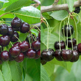 1 Year Old Black Cherry Trees Live Plants, 6-12" Wild Cherry Plant Live, Fruit Tree Plants for Outdoor Fast Growing, Spring Planting