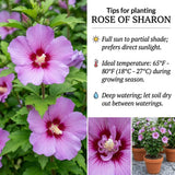 Pack of 50 Rose of Sharon Seeds for Planting, Purple Pink Rose of Sharon Seeds, Perennial Flowers for Patio and Outdoor Garden