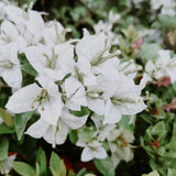 White Bougainvillea Tree Live Plant, 1 Year Old Ready to Plant Outdoor, Very Hardy, 6-10 Inches in Tall