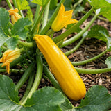 Pack of 75 Golden Zucchini Seeds, Zucchini Plant Live, Golden Fruit, Summer Squash Seeds for Planting