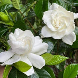Gardenia Plant Live, 7-9 Inches Tall in 3.5'' Pot, Fragrant White Gardenia Plants Potted, Jasmine Flower for Indoor Outdoor Growing