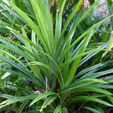 Pandan Live Plant 2ft Tall, Pandan Edible Plant Live for Grow Indoors Outdoor, Tropical Herb Plants