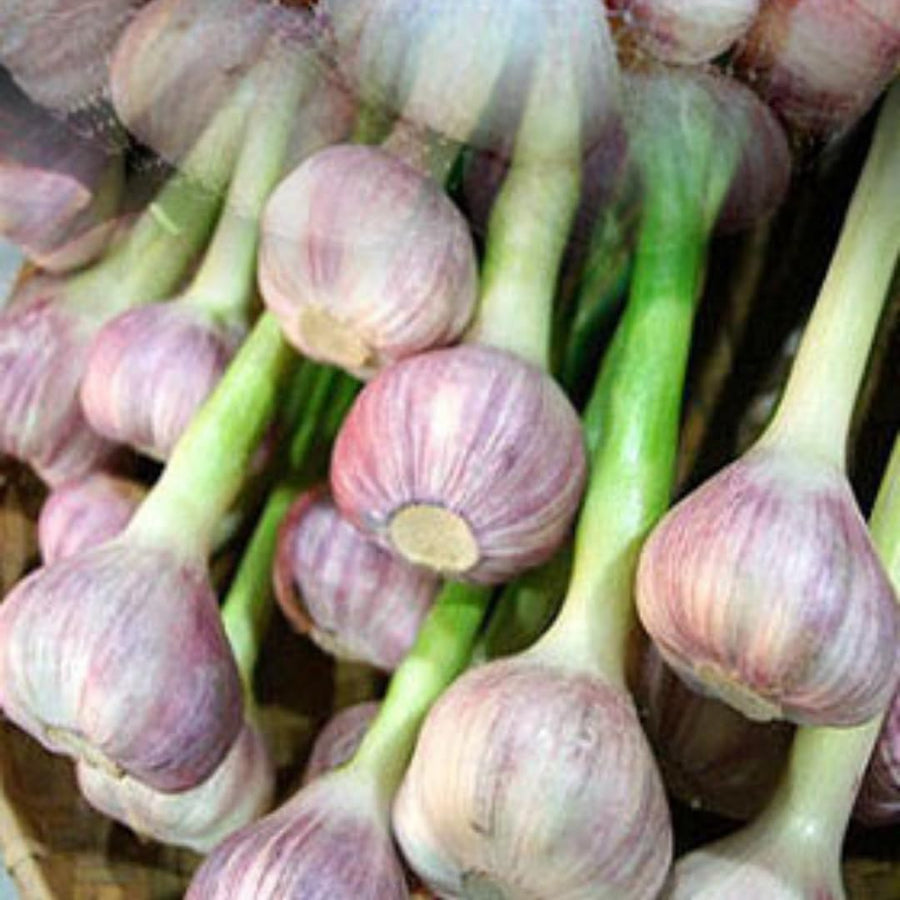 1 LB Jumbo Size Softneck Garlic for Planting in Spring, Soft Neck Garlic Bulbs for Planting, Fresh and High Yield, Cold Hardy, Fast-Growing, 5-6 Bulbs Garlic