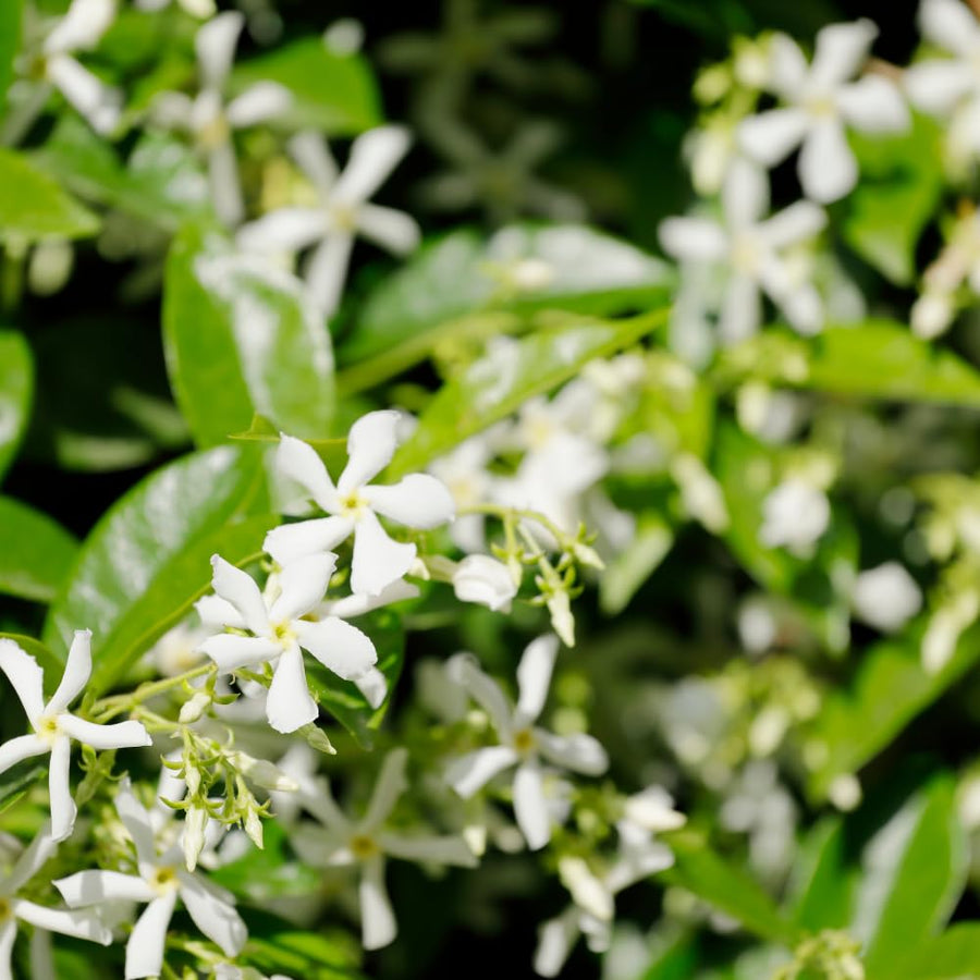 Star Jasmine Plant Live, Star Jasmine Live Plants Climbing Vine Indoor Outdoor Fragrant Flower Garden Planting